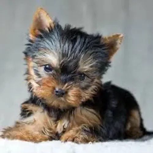 Yorkshire mini pelúcia para bolsa 