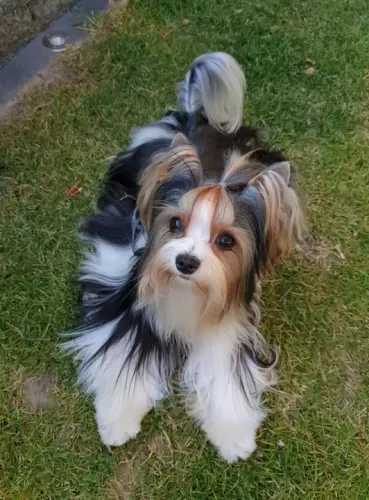 Biewer Terrier Macho Tricolor Disponível com Vacinação e Microchip
