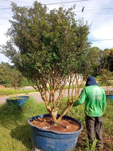 Muda de jaboticaba Sabará 