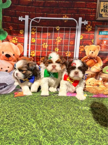 Filhotes Shih Tzu puros chocolate e tricolor Machos
