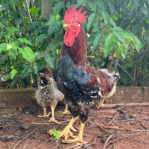 Pintinhos GSB - Galinha sertaneja balão 