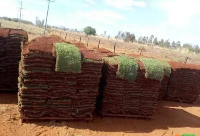 GRAMAS ENTREGAMOS PLANTADAS