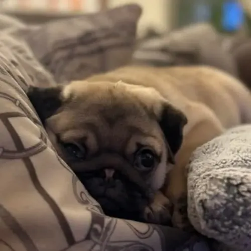 Pug Um cachorrinho pode ser a melhor novidade do mês