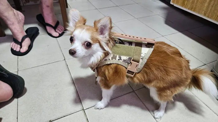 peitoral tático camuflado para cães e gatos