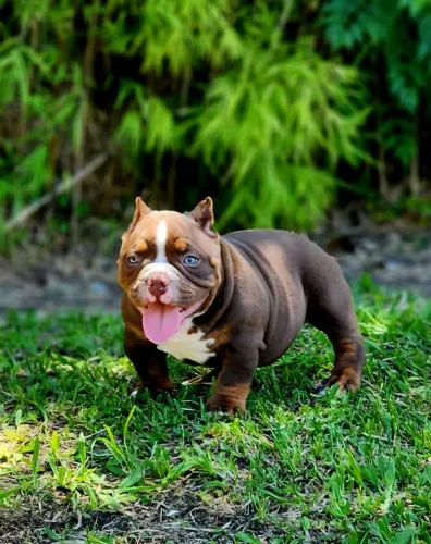 American Bully filhotes 