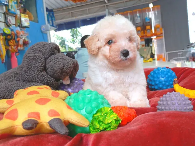 Poodle toy macho