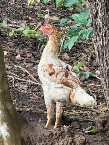 Vendo frango macho Ótima linhagem 
