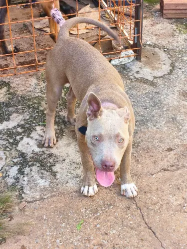 Pitbull fêmea