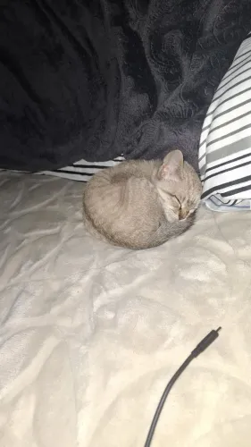 Gato filhote