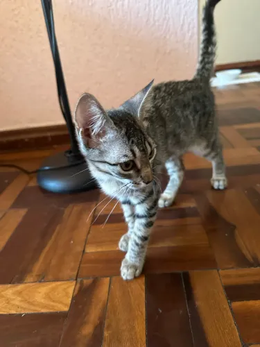 gatinha fêmea 3 meses para adoção 