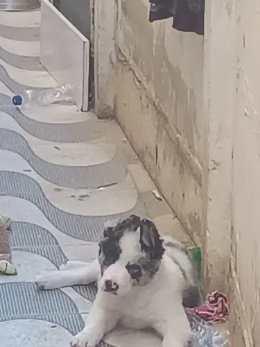 Filhote de Border Collie