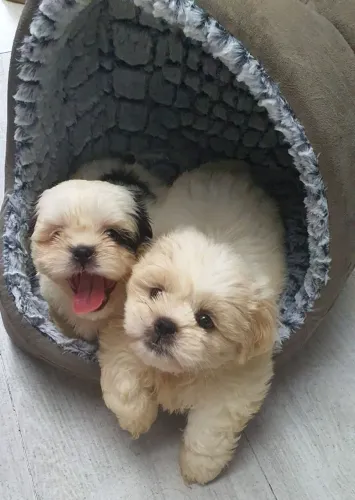 Shih Tzu O tipo de conexão que nasce no primeiro carinho