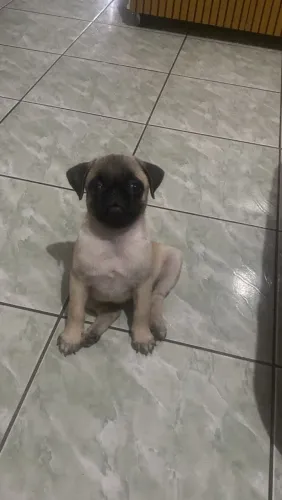 Cachorro Pug filhote 3 mes.