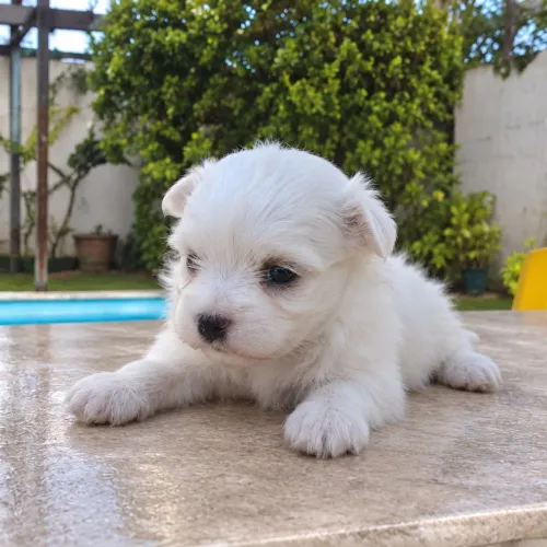 Filhote fêmea de maltes com pedigree CBKC