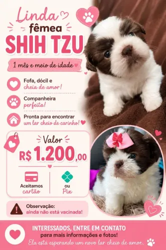 Vende-se Shitzu fêmea