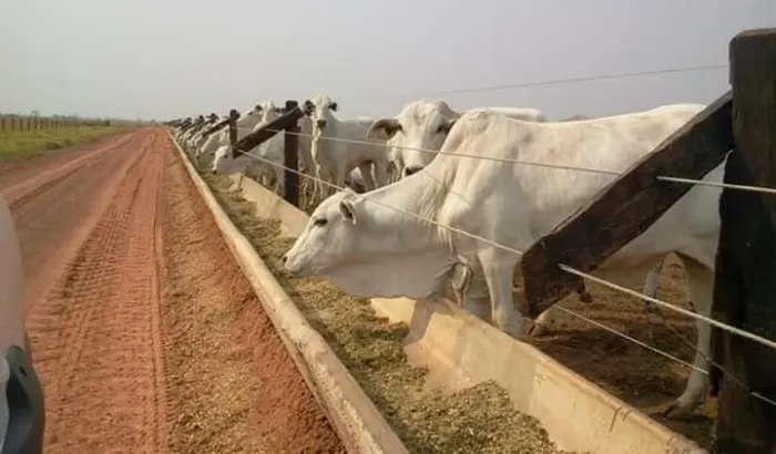 Cochos para confinamento gado (Concreto)