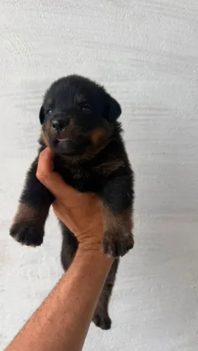 Filhotes de Rottweiler disponíveis 