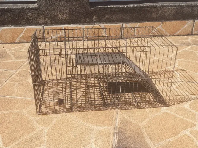 Armadilha de rato