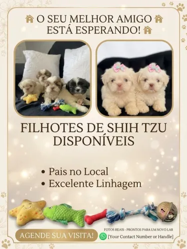 Lindíssimos filhotes de shih tzu