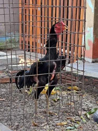 Frango 