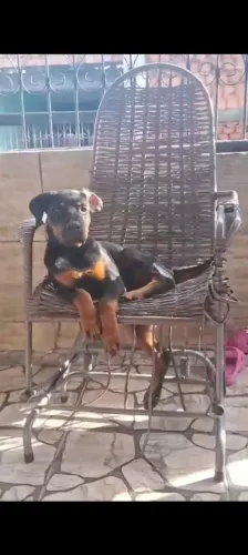 Rottwailer