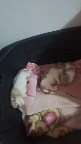 Filhotes de spitz alemão machos