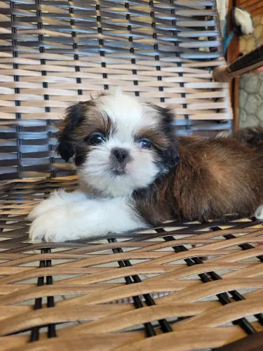 Shihtzu