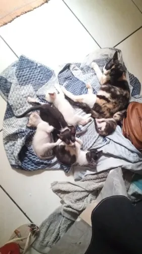 Gatinhos pra Adoção - Fotos melhores no privado 