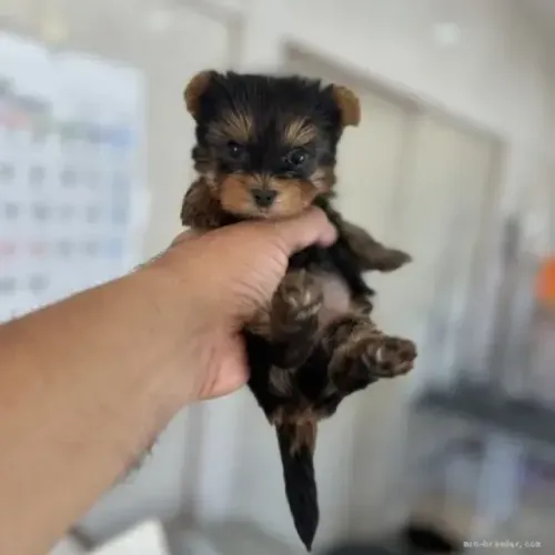 Cachorro filhote Yorkshire/York pelagem densa e super fofos