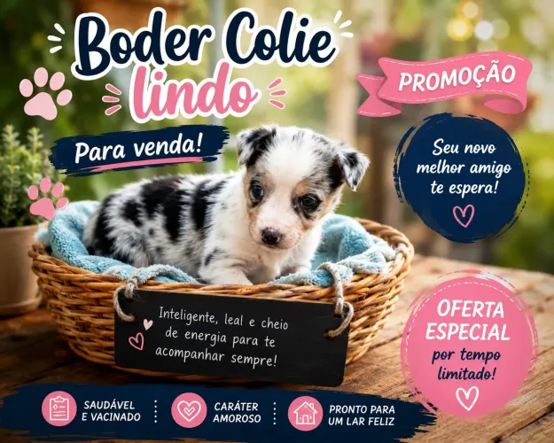 Cachorro boder colie
