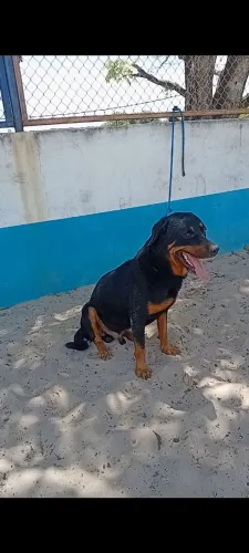 Rottweiler macho 1ano valor 800 reais