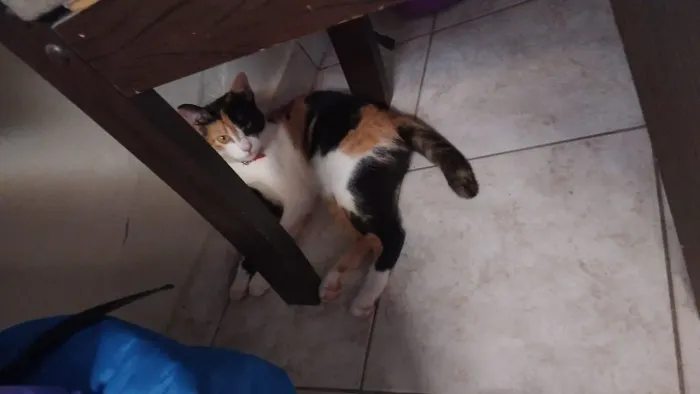 Gata Desaparecida/RECOMPENSA