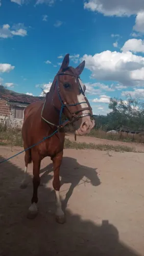Cavalo 
