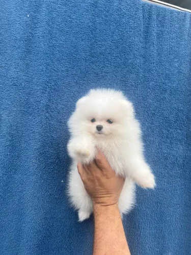 Lulu da pomerania brancos a pronta entrega 
