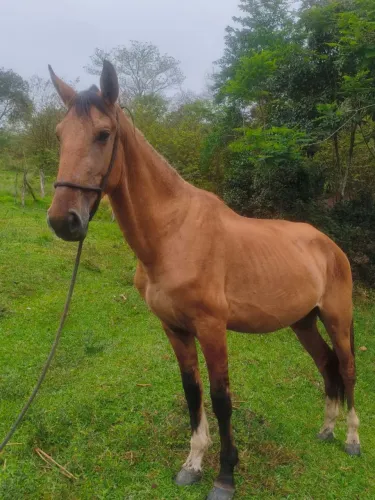 Cavalo Mangolina