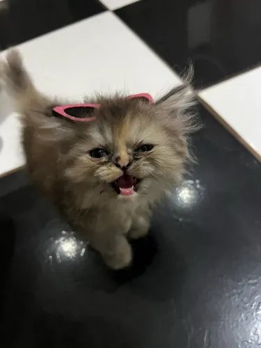 Lindos filhotes de gato persa