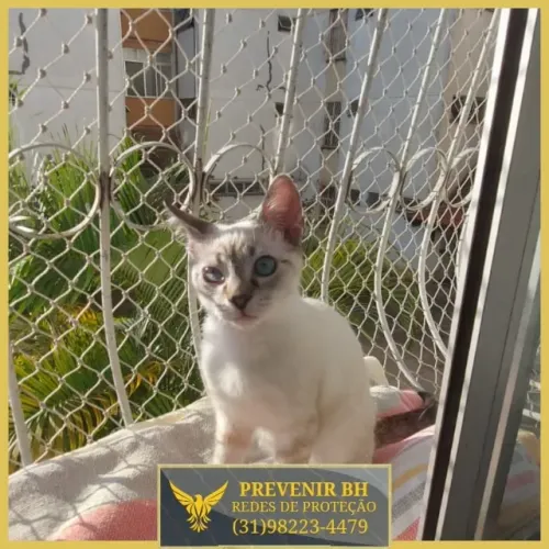 rede de proteção para gatos