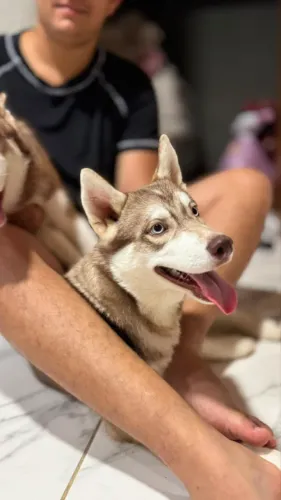Husky siberiano