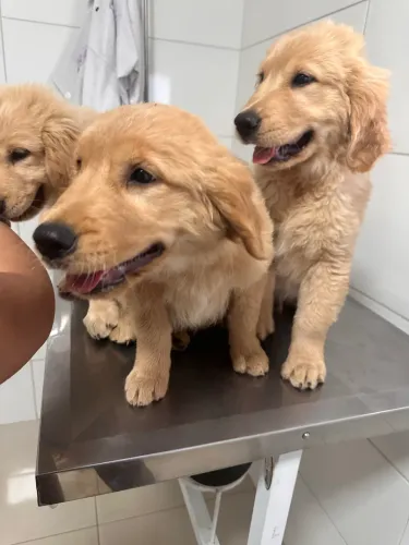 Golden retriever 