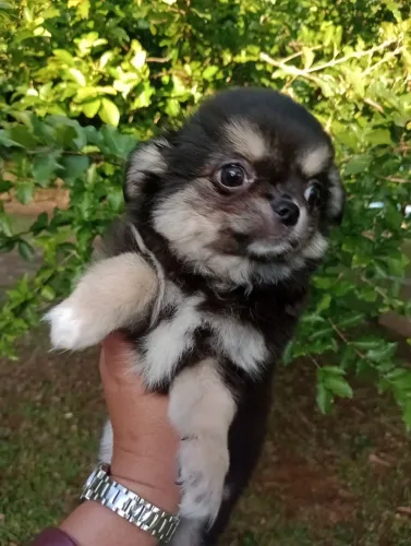 Chihuahua Pelo Longo Macho, Linhagem Inglesa. Excelente padrão da raça