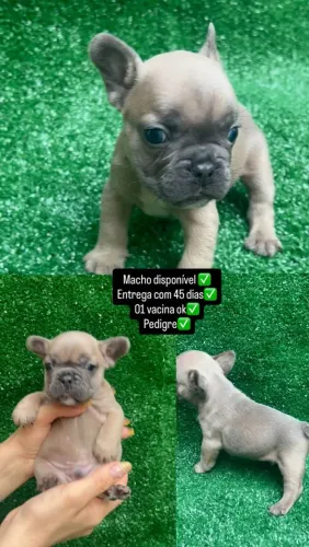 Filhotes de bulldog francês exoticos