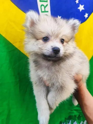 Lulu da cor marrom (macho)