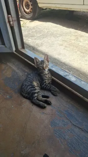 Gatinha castrada para adoção