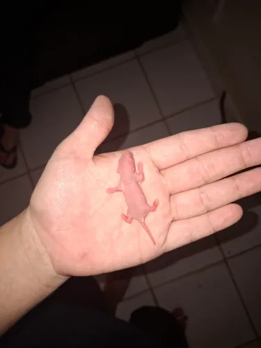 Ratos Twitter disponível para armazenar daqui 22 dias ja vai poder retirar