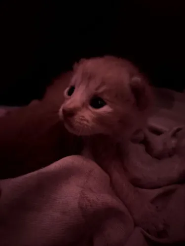 gatinhos para adoção - DESCRIÇÃO