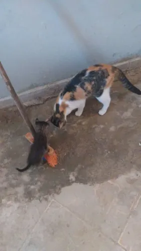 Doa. Uma. Gata