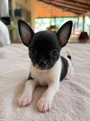 Chihuahua Fêmea - Pelo Curto