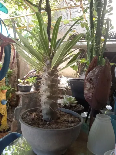 Planta Palmeira de Madagascar 