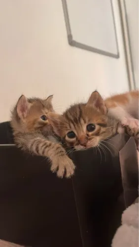 Gatinhos para adoção!! 