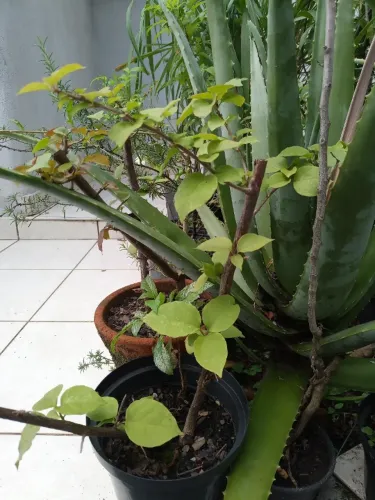 Mudas de Plantas